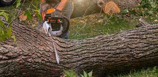 Best Tree Cabling and Bracing  in Belding, MI