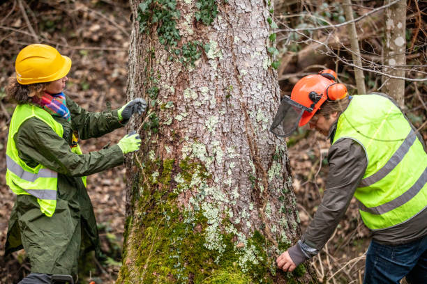 Best Storm Damage Tree Cleanup  in Belding, MI