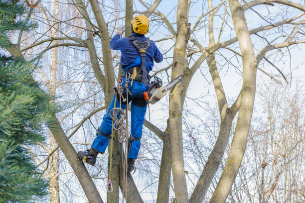 Best Root Management and Removal  in Belding, MI