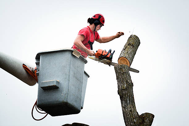 Best Leaf Removal  in Belding, MI